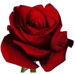 Ecuador Red Rose